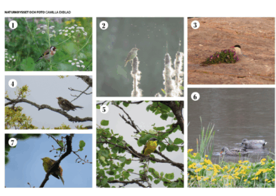 Naturkrysset våren 2026