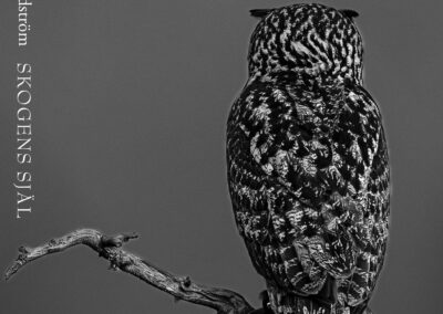 En avkopplande resa till skogen