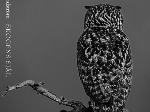 En avkopplande resa till skogen