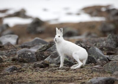 Spåren avslöjar: Färre harar, ekorrar och rödrävar i Finland