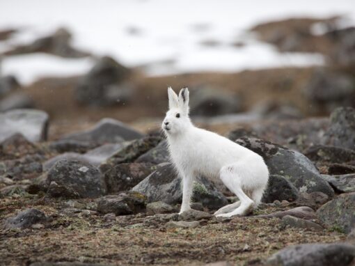 Spåren avslöjar: Färre harar, ekorrar och rödrävar i Finland