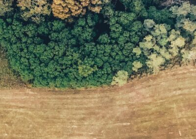 Här är livsmedlen som orsakar avskogning