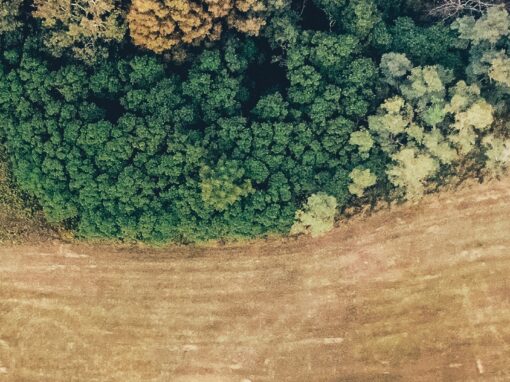 Här är livsmedlen som orsakar avskogning