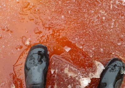 Blåstång färgar stränderna röda i Helsingfors