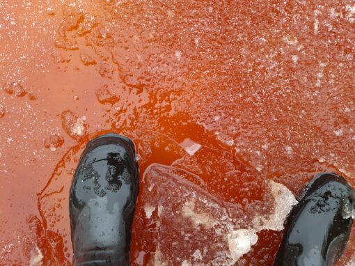 Blåstång färgar stränderna röda i Helsingfors