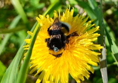 Insektmedel försämrar humlors orienteringsförmåga