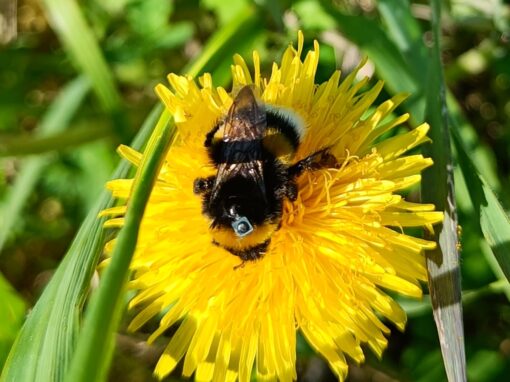 Insektmedel försämrar humlors orienteringsförmåga