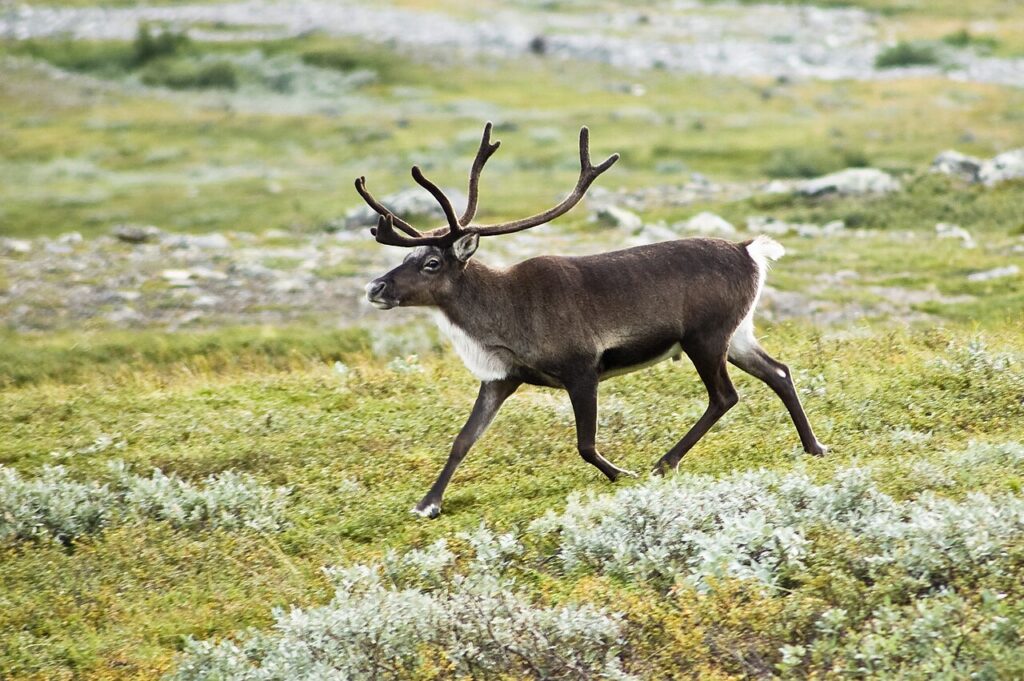 En ren går över fjället.