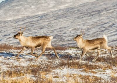 Renskötarna avvisar ny naturresursplan för Lappland
