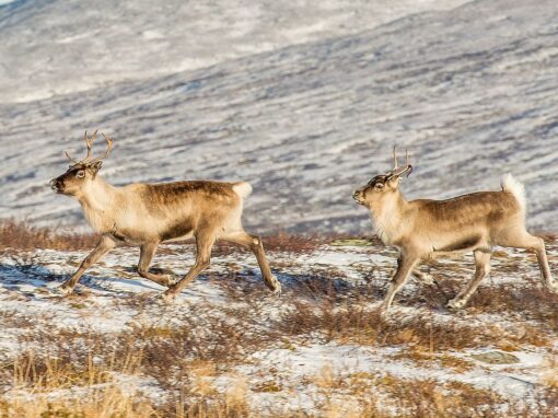 Renskötarna avvisar ny naturresursplan för Lappland