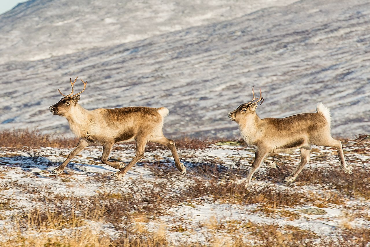 1280px-Reindeer_Ljungris_October_2014_02 Två renar går över fjället.