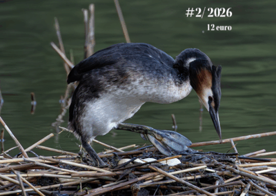 Finlands Natur 2/2026, sommar