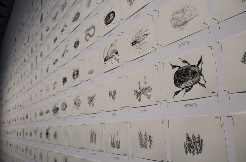 I bakgrundsarbetet för konstverket har Eevi Kaila vänt sig till samlingarna och experterna vid Naturhistoriska museet. Foto: Vera Arhippainen
