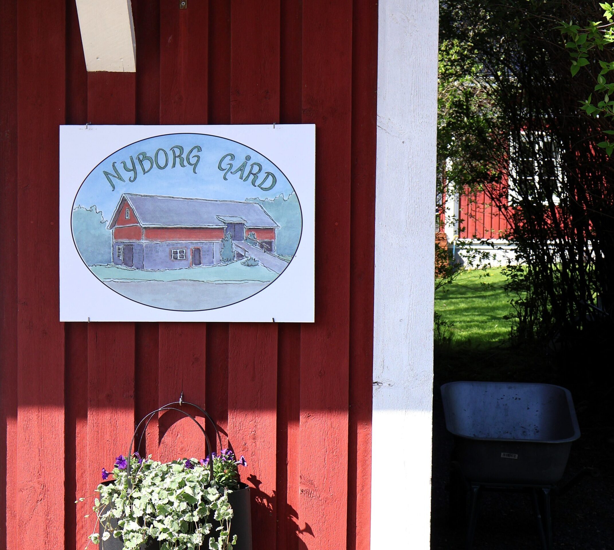 Nypotatis. Nyborg gård. 