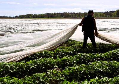 Nypotatisen kommer tidigare – men till vilket pris?