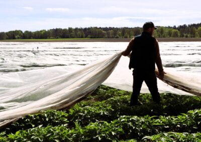 Nypotatisen kommer tidigare – men till vilket pris?