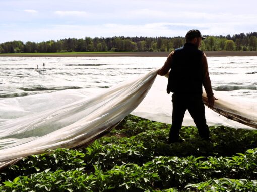 Nypotatisen kommer tidigare – men till vilket pris?