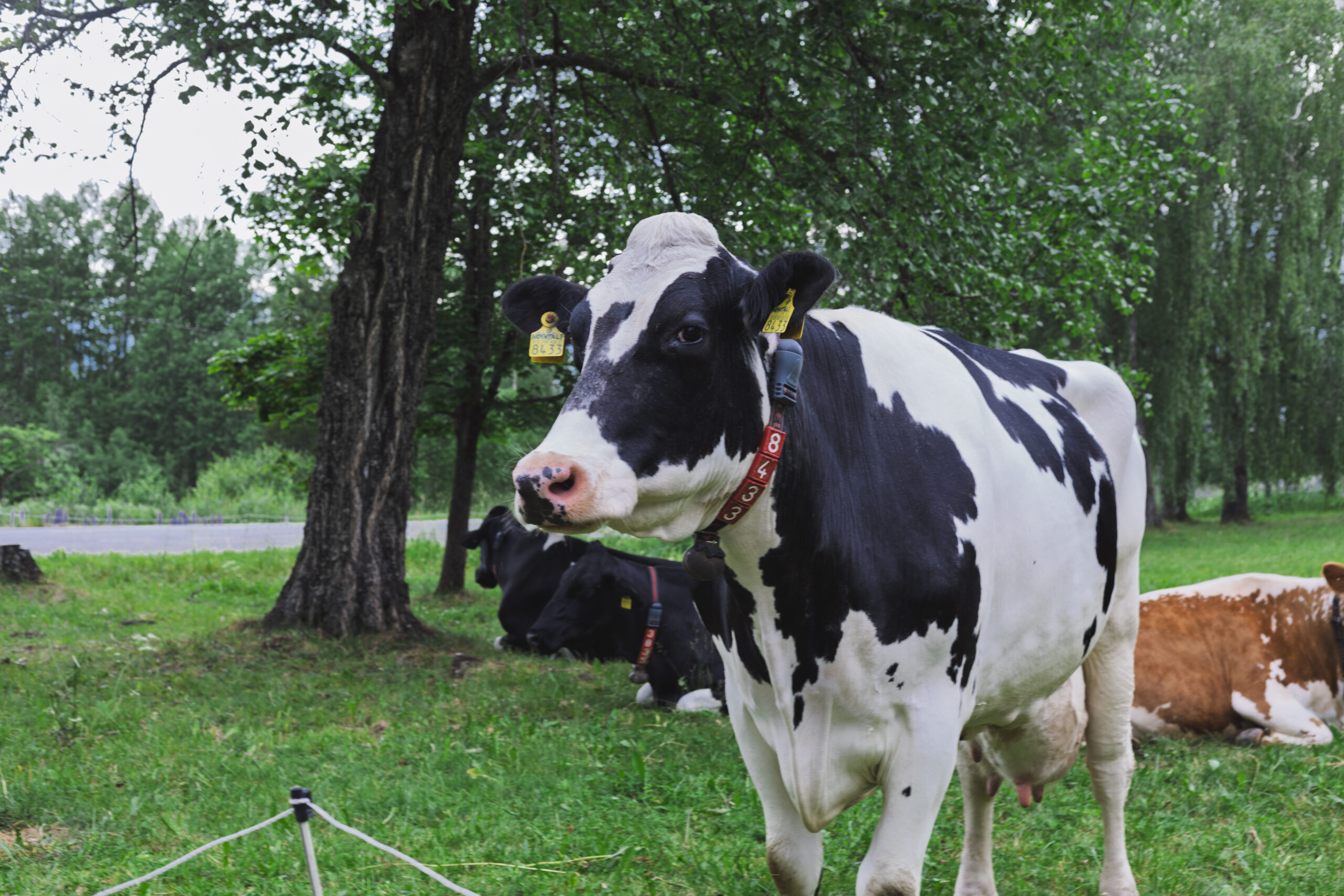 Cow_looking_at_camera_2025