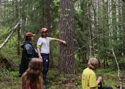 De kartlägger skogar som riskerar att försvinna