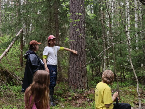 De kartlägger skogar som riskerar att försvinna