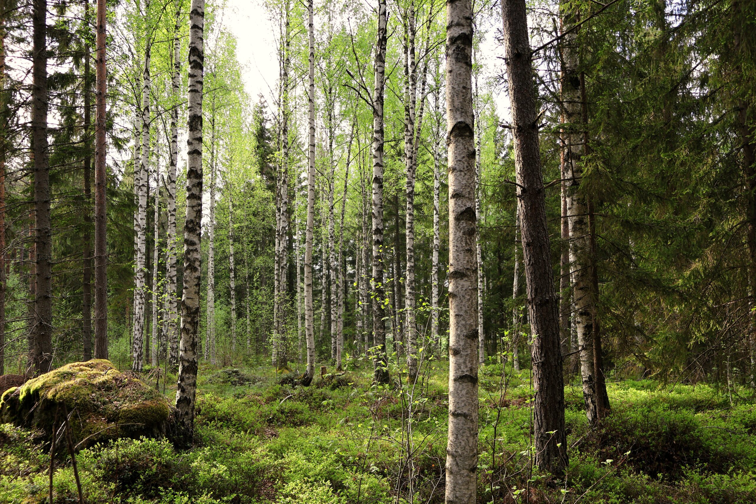 Östersundom skog. Björkar. 
