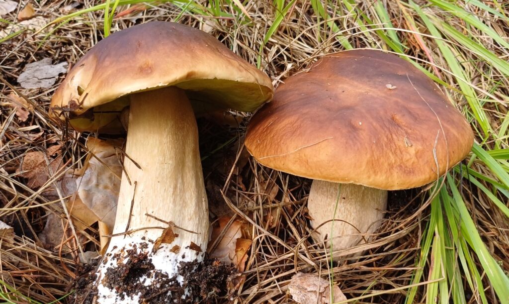 stensoppen/ Karljohansvamp (Boletus edulis, B. pinophilus)