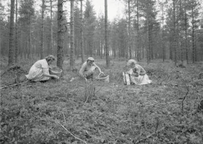 Hur Finland lärde sig äta svamp