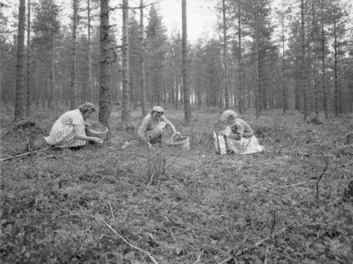 Hur Finland lärde sig äta svamp