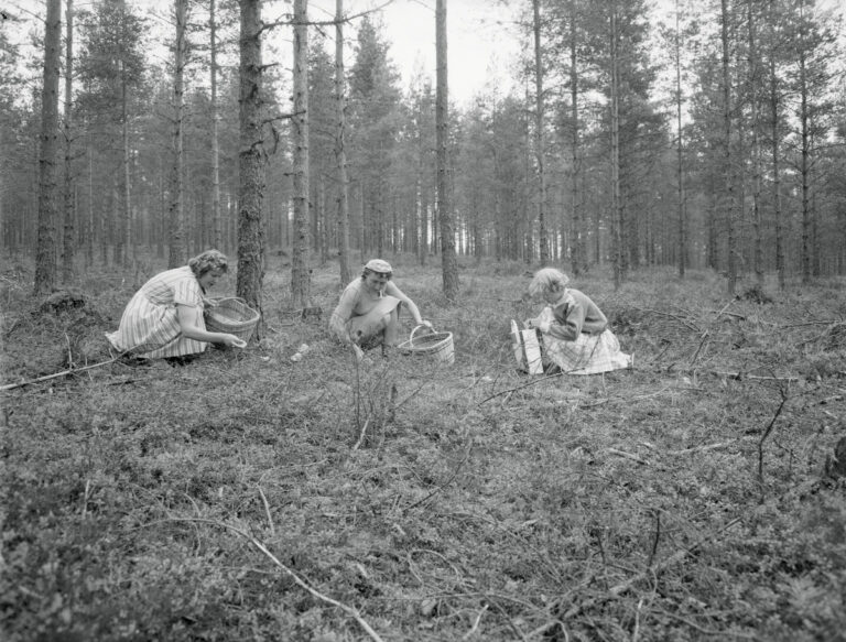 Hur Finland lärde sig äta svamp