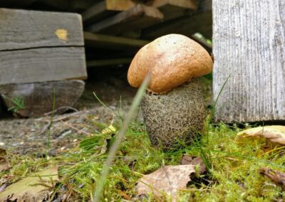 September är svampplockarnas bästa månad