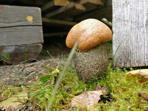 September är svampplockarnas bästa månad