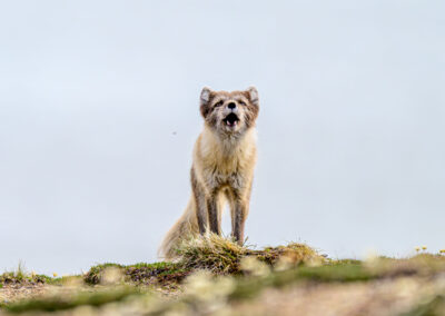 Världsnaturfondens rapport speglar också Finland
