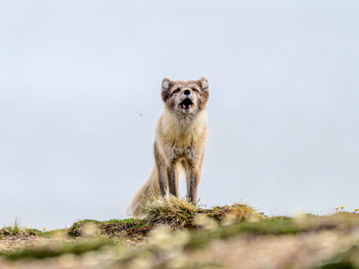 Världsnaturfondens rapport speglar också Finland