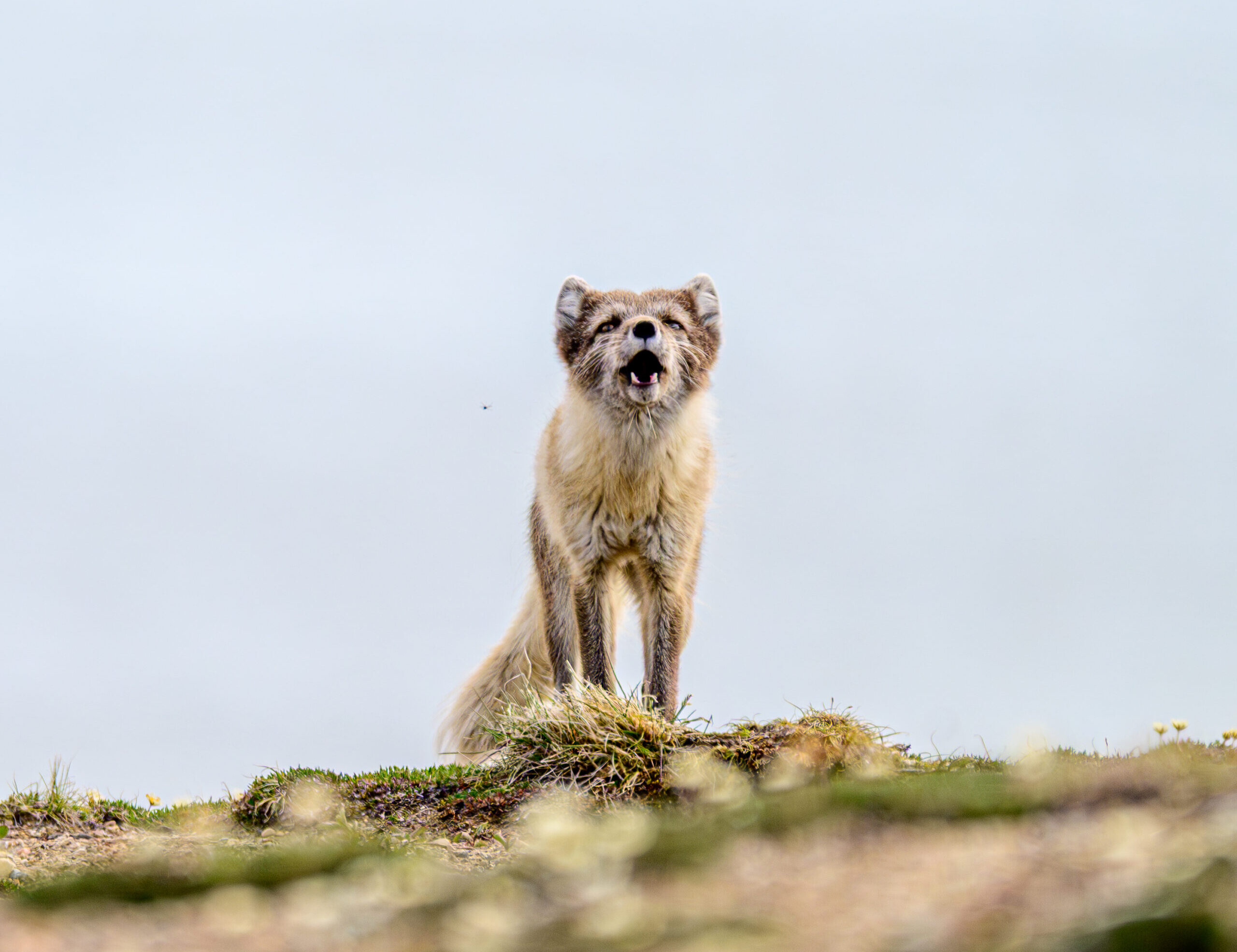 Fjällräven