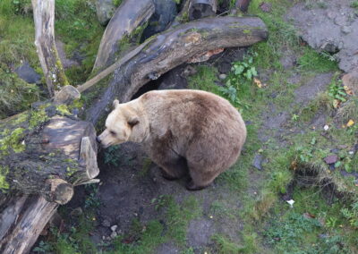 Snart går björnarna i ide på Högholmens djurpark
