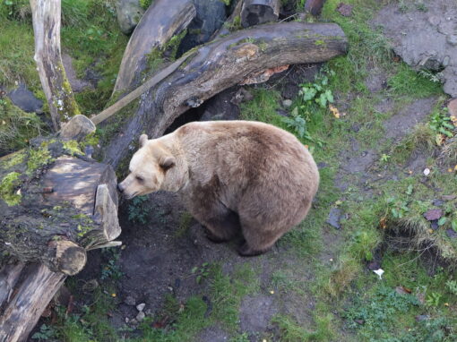 Snart går björnarna i ide på Högholmens djurpark