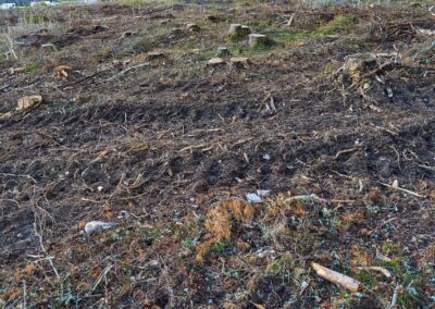 Skog, lagbrott och miljonförluster – det här vet vi Googles avverkningshärva