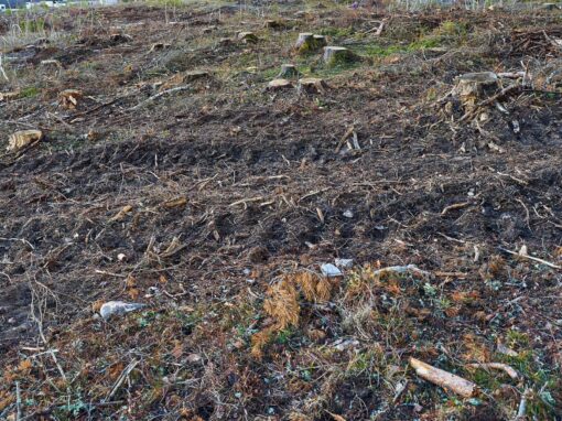 Skog, lagbrott och miljonförluster – det här vet vi Googles avverkningshärva